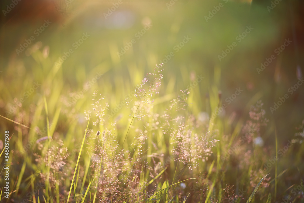 Wild flower. Little flowers on a green meadow.