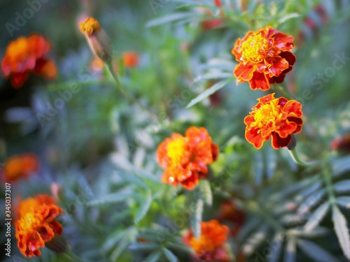 tagetes patula or French marigolds flowers in the garden. This flower is a species of flowering plant in the daisy family, originating from Mexico and Guatemala. selected focus © MA
