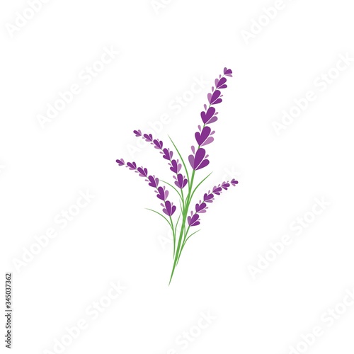 Fototapeta Naklejka Na Ścianę i Meble -  Lavender logo