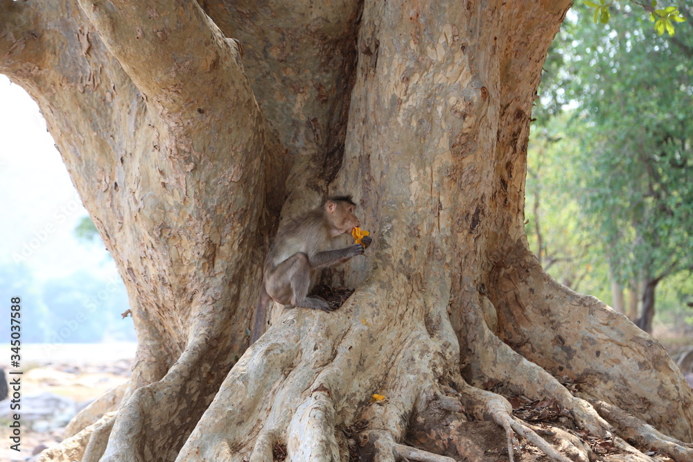 monkey on big tree