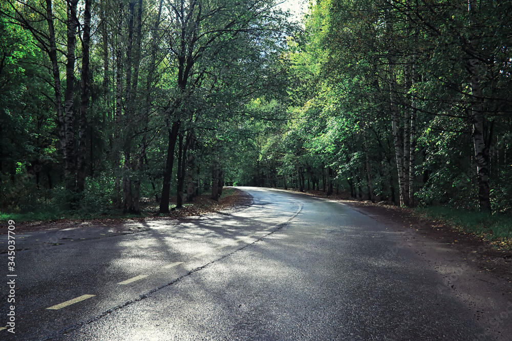 Fototapeta premium Bright spring greens at dawn in the forest. Nature comes to life in early spring.