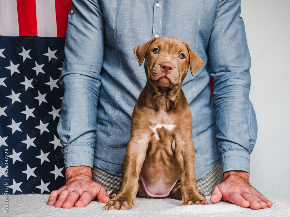 Adorable, charming puppy oAdorable, charming puppy of chocolate color and American Flag. Close-up. No people. Studio photo, white color. Concept of care, education, obedience training and raising pets