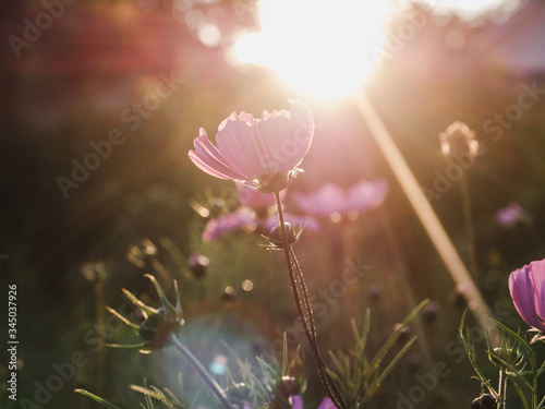 Early, bright, spring flowers on the background of young, green grass © Svetlana