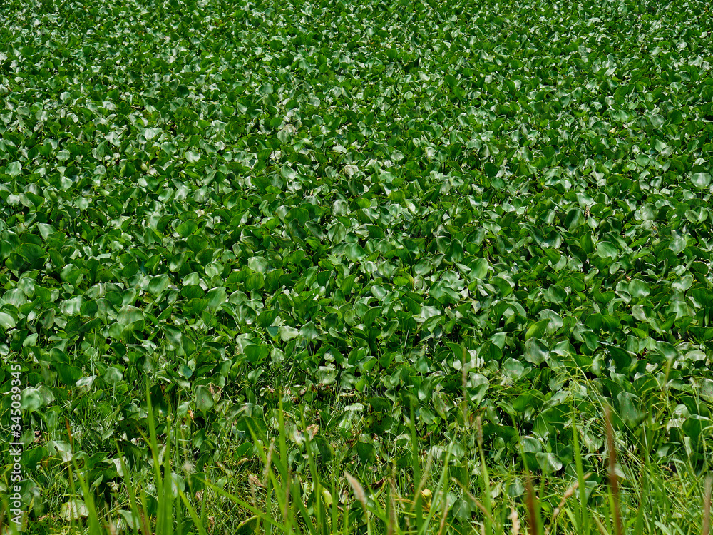 Many water hyacinths in the pool Many water hyacinths in the pool