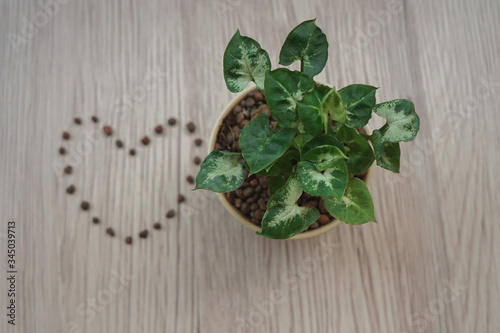 A top view of Small stones arranged to shape of heart next to green plants in a cute small pot on an oak wooden table