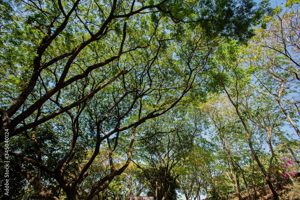 Trees in the garden of Thailand