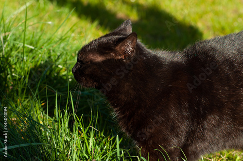 A black cat relaxes in nature and sniffs green grass in the sun.
