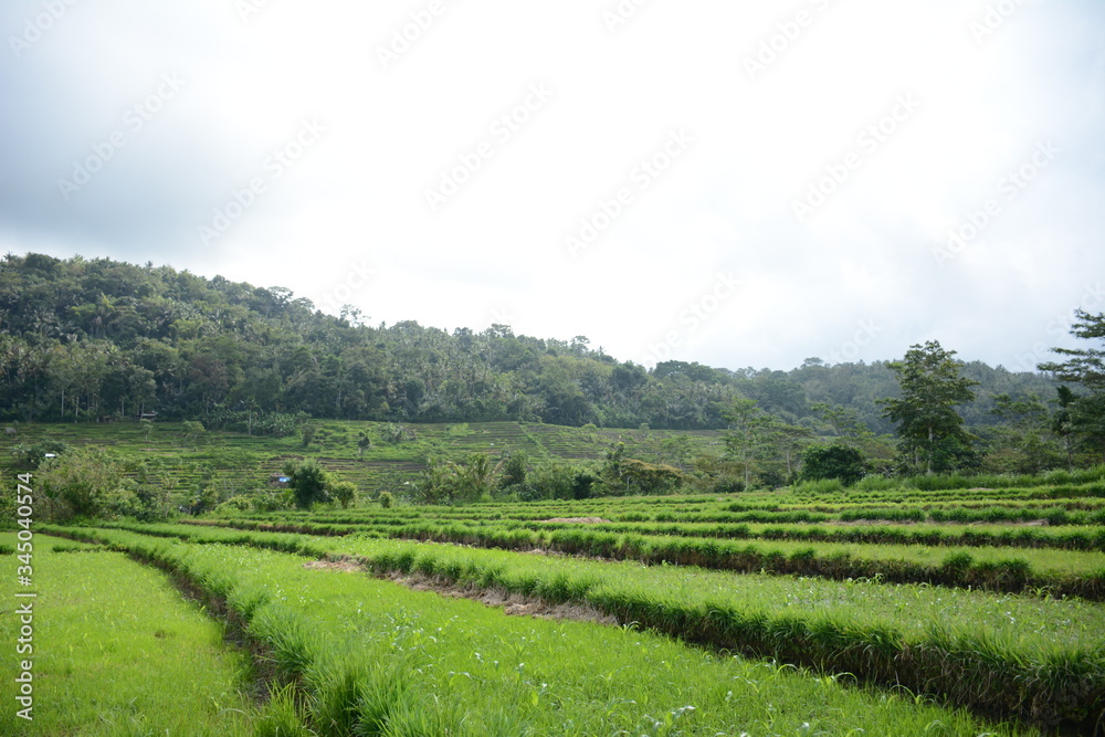 rice fields bali landscape view