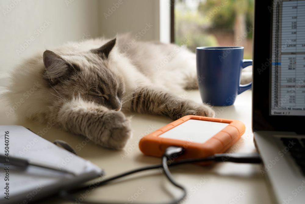 Cute pretty fluffy adult female lynx point ragdoll cat laying on a home ...