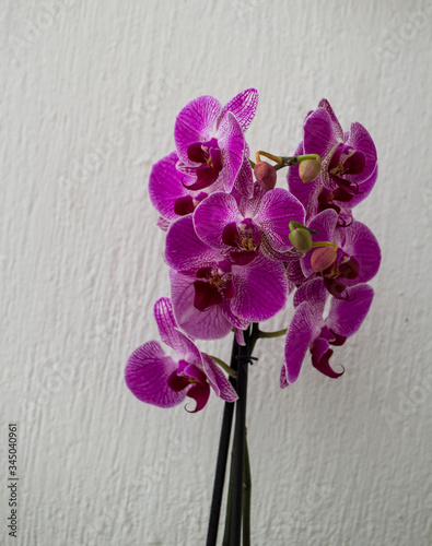 PURPLE ORCHIDS IN WHITE BACKGROUND