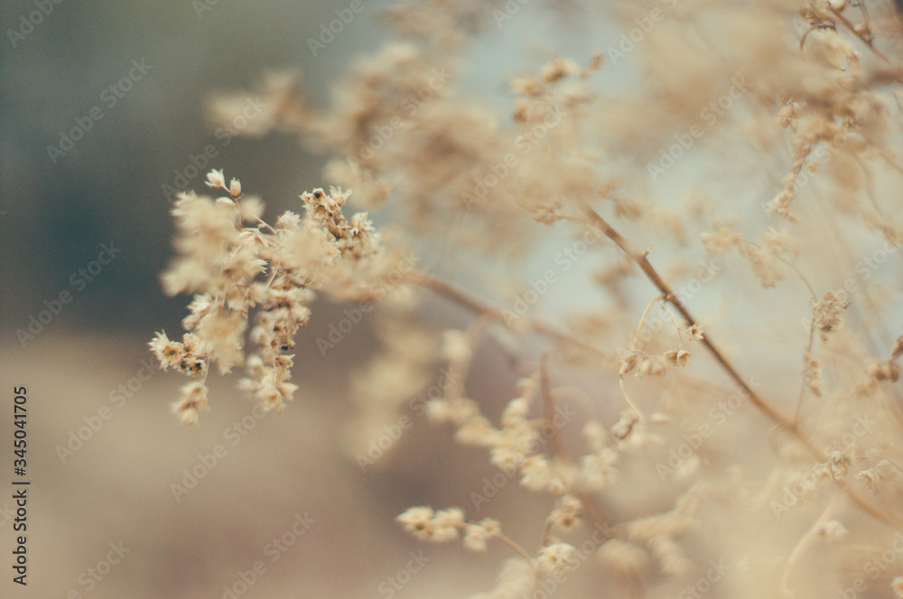 Tender Spring dry grass Macro Tender Spring dry grass Macro