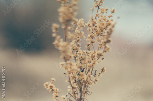 Tender Spring dry grass Macro © Daria