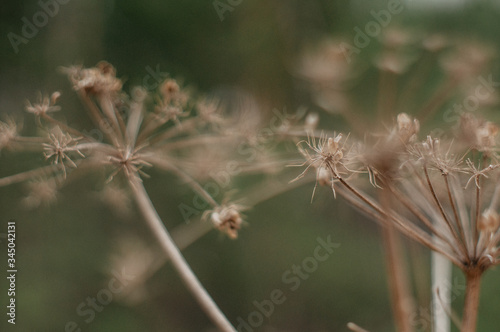 Tender Spring dry grass Macro