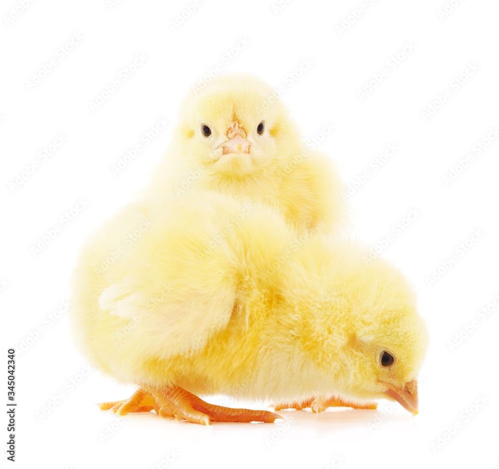 Obraz premium Two small chickens.