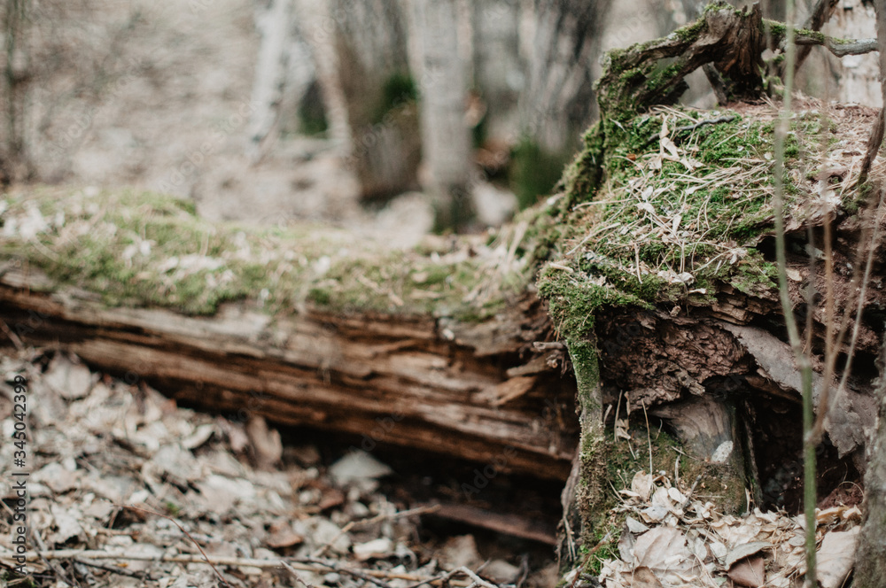 Obraz premium lizard on the tree