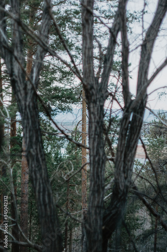 trees in the woods