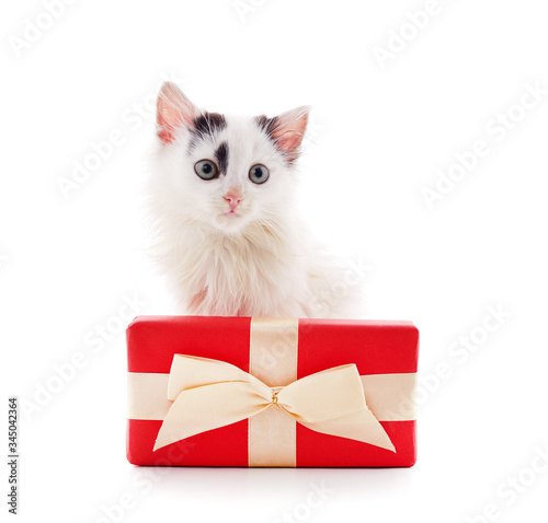 White kitten with a gift.