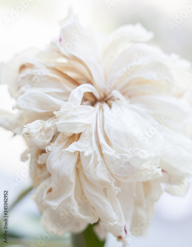 Faded white peony flower