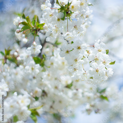 Cherry flower on a natural background