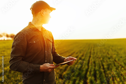 Young man farmer stands in a green wheat field with a tablet in his hands checking the progress of the harvest and looking sideway. Boy wearing green shirt and cap on the sunset. Agriculture concept.