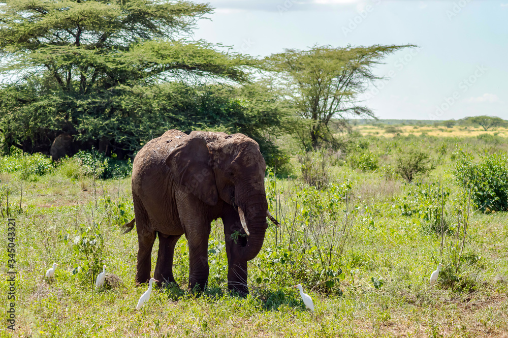 An old elephant in the savannah An old elephant in the savannah