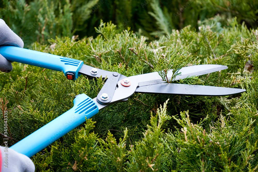Obraz premium Bush pruning for beauty shape thuja