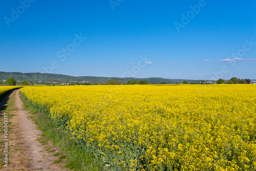 Ripening oilseed rape in a field in western Germany, dirt road visible, blue sky in the background, natural light.