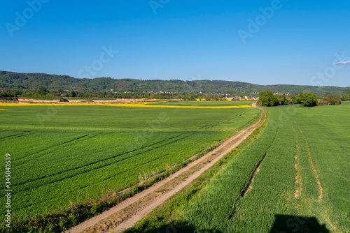 Ripening grain in a field in western Germany, dirt road visible, blue sky in the background, natural light. © Michal