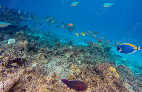 Snorkeling in maldives coral reef