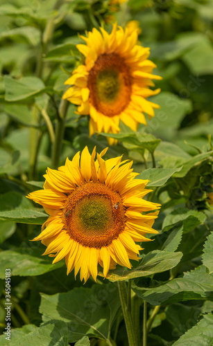 sunflowers  Helianthus  flower in the field