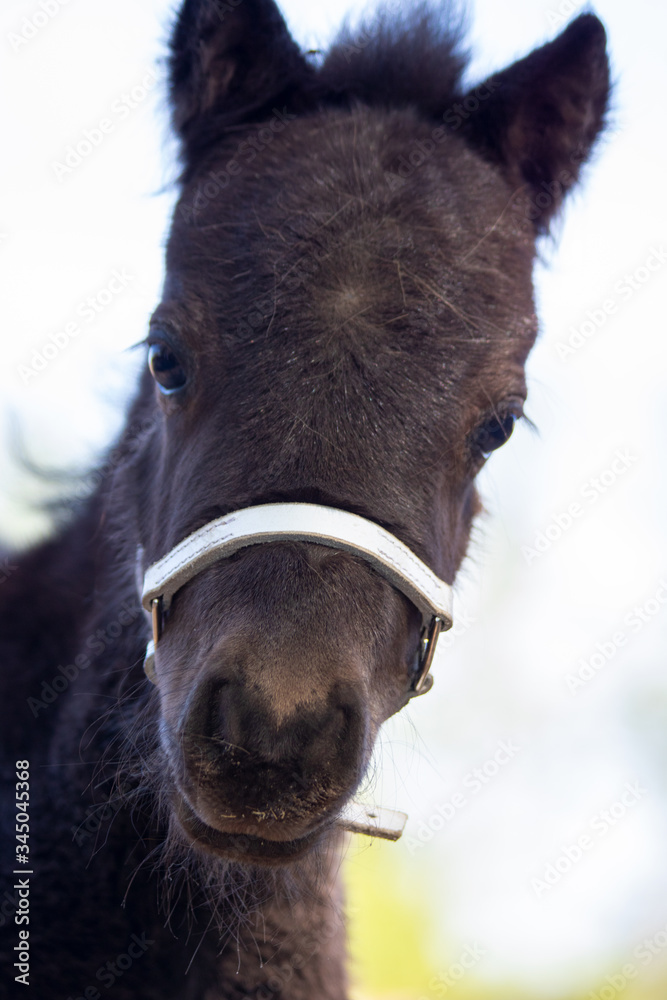 Fototapeta premium just born foal pony cute meadow