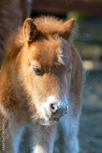 just born foal pony cute meadow