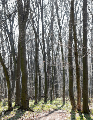 Dirt road in a spring forest