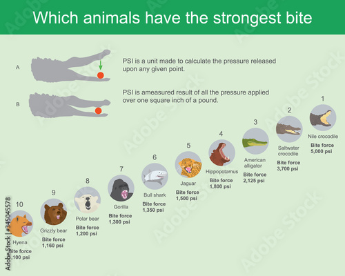 Which animals have the strongest bite. The jaw bones of each animals are of different strength, by can measure the bite force in Pound force per square inch..