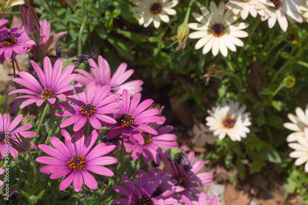 Obraz premium African daisy, May, アフリカンデージ, Osteospermum