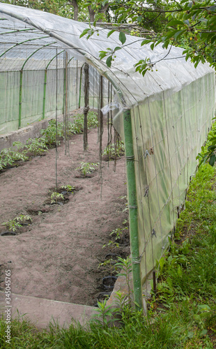 Greenhouse. Growing the tomatoes.