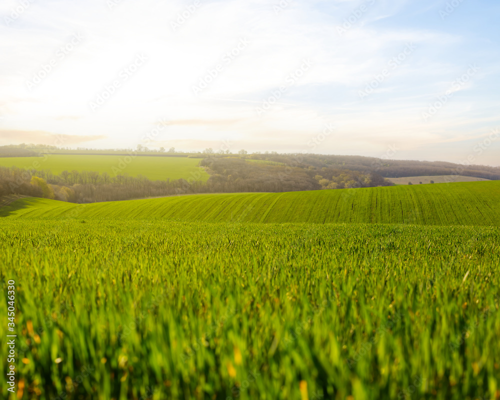 green rural field on a hill at the sunset, agricultural background