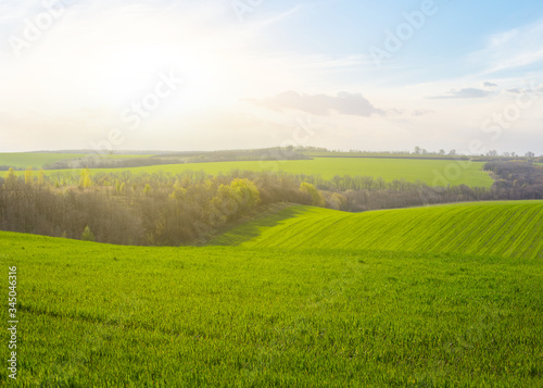 green rural field on a hill at the sunset  agricultural background