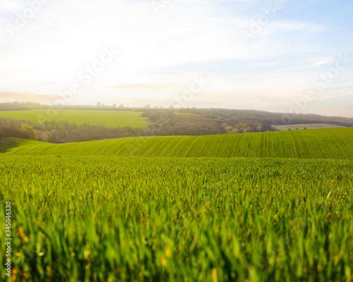 green rural field on a hill at the sunset, agricultural background