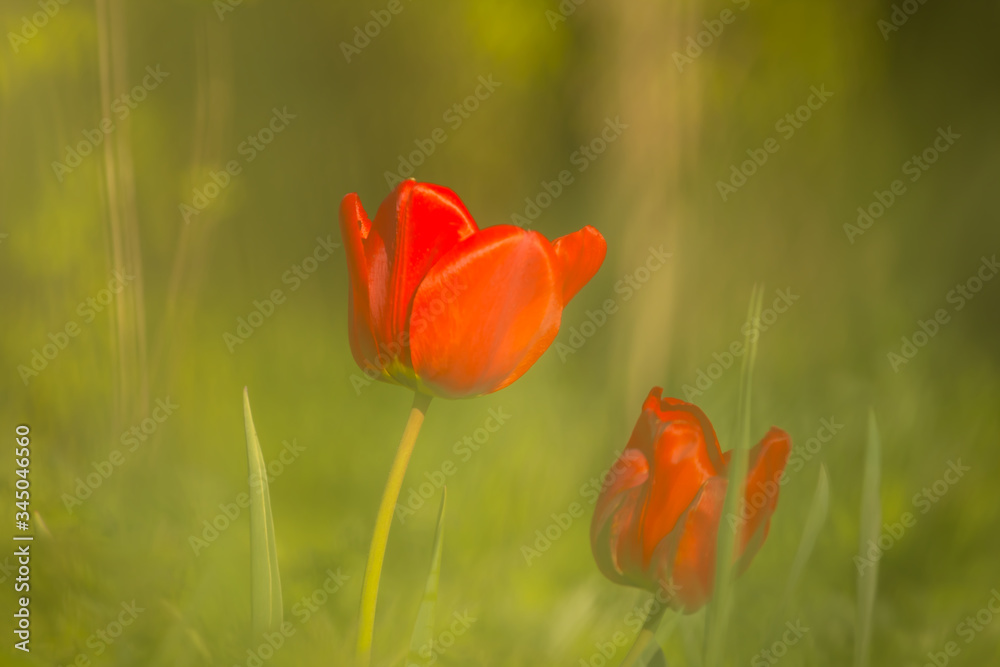 Fototapeta premium closeup red tulip in a grass, outdoor scene