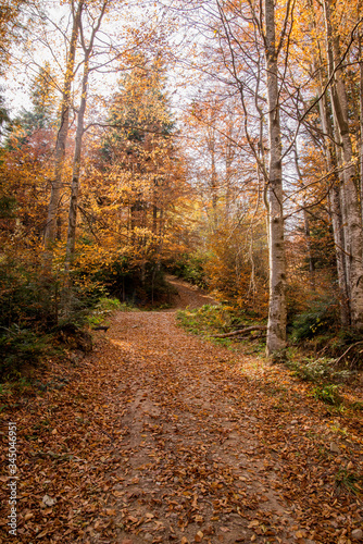 Autumn forest in the mountains on a trip or on vacation for outdoor activities or for a walk

