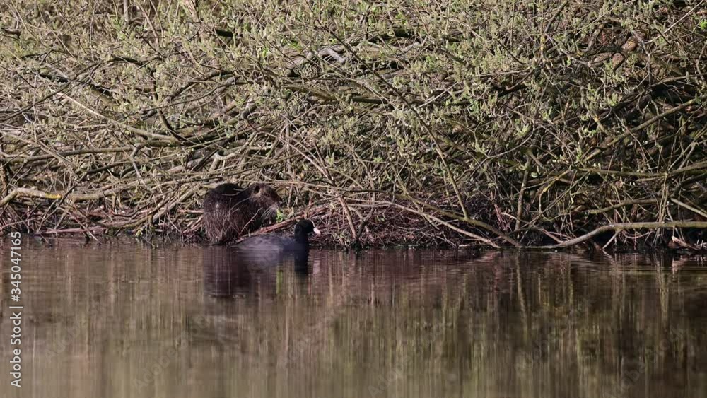 Coypu sitting in the meadow forest with swimming coot, spring, (myocastor coypus), germany Coypu sitting in the meadow forest with swimming coot, spring, (myocastor coypus), germany