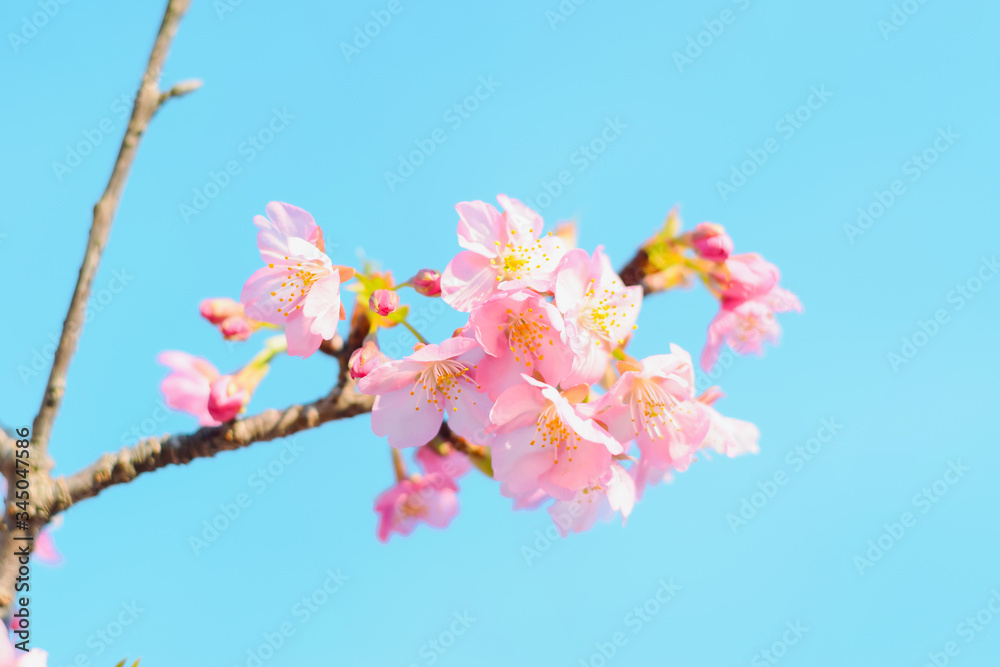 Naklejka premium Sakura,pink cherry blossom in Japan on spring season.