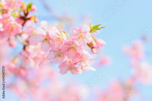 Sakura pink cherry blossom in Japan on spring season.