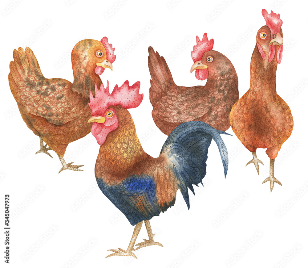 Illustration of hens