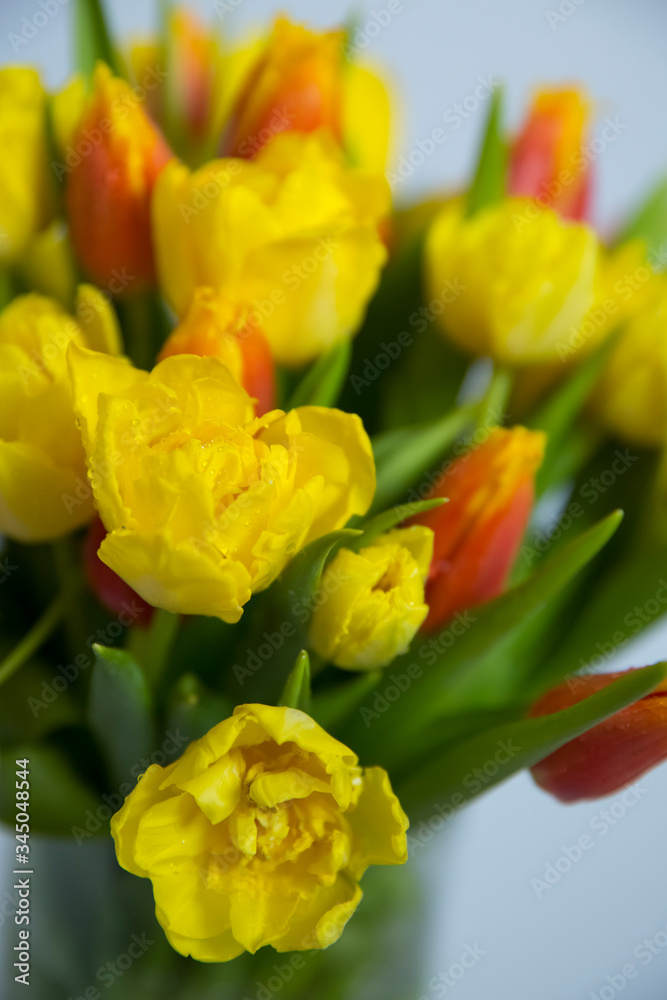 Fototapeta premium Bouquet of yellow and red tulips on a white background. There are dew drops on the flowers.