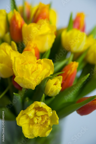 Bouquet of yellow and red tulips on a white background. There are dew drops on the flowers.