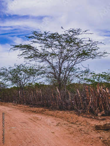 Imagem de uma região rural no sertão do cariri. Conta com a caatinga como bioma, exclusivamente brasileiro, de vegetação. Clima tropical semiárido do interior do Nordeste do Brasil. photo