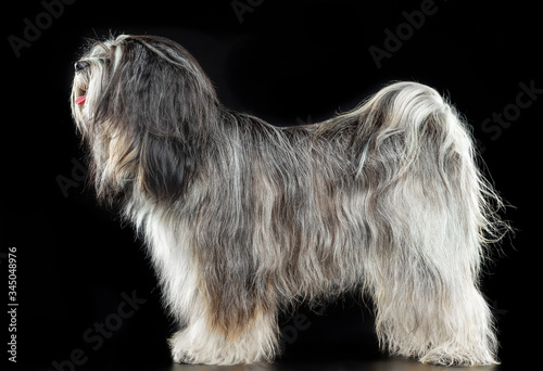 Cuadro en lienzo Tibetan Terrier, the dog stands on a black background