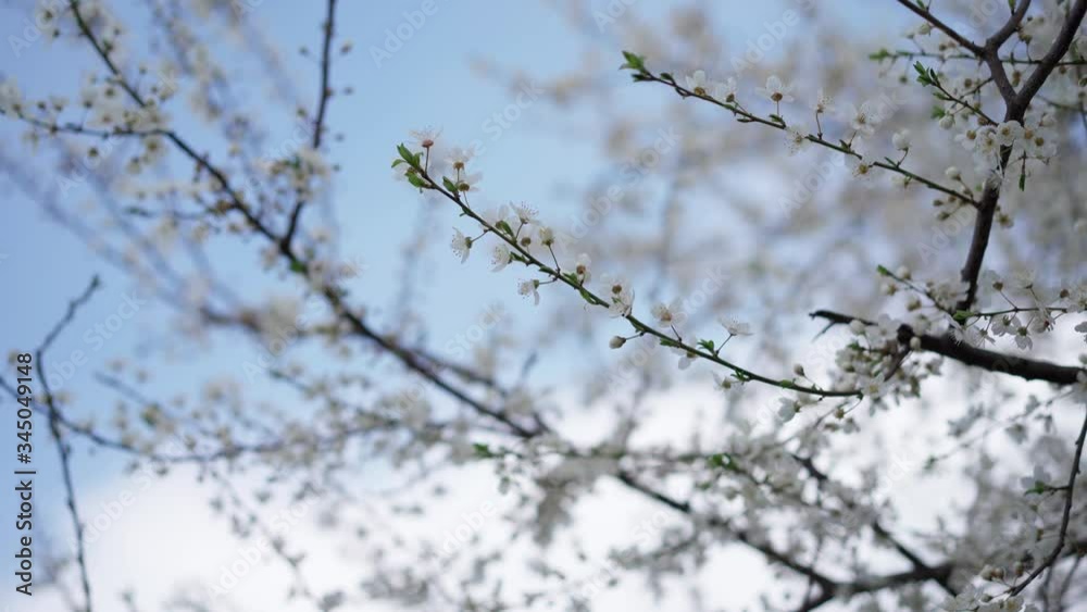 Blooming tree branches swaying from the wind Blooming tree branches swaying from the wind
